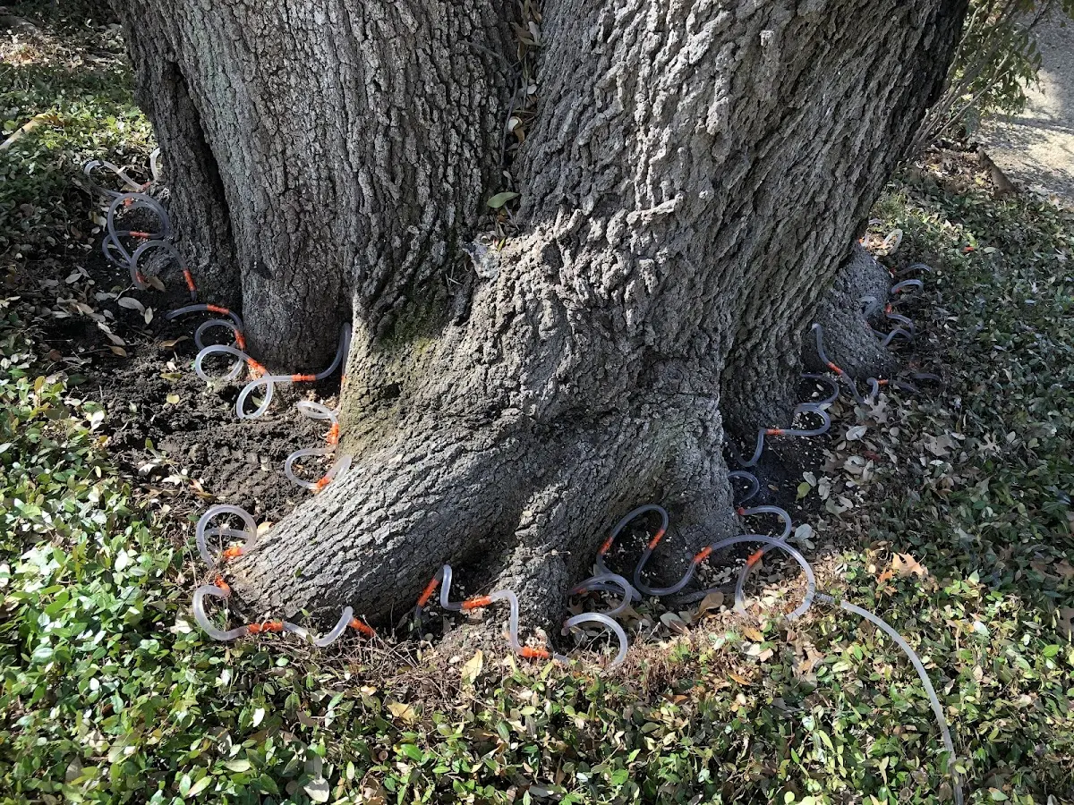 Detailed Shrub and Hedge Trimming job site in Waco
