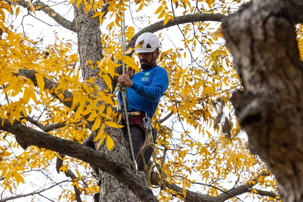Skilled Tree Trimming crew working in Waco